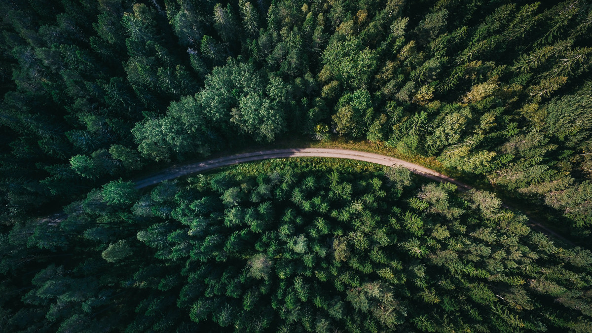 Luftaufnahme eines gewundenen Waldwegs durch dichten Nadelwald