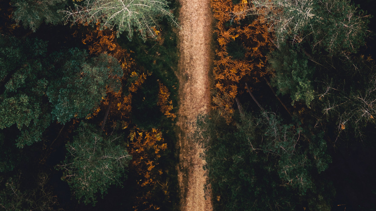 Luftaufnahme eines schmalen Waldwegs, umgeben von Bäumen mit grünen und herbstlich verfärbten Blättern